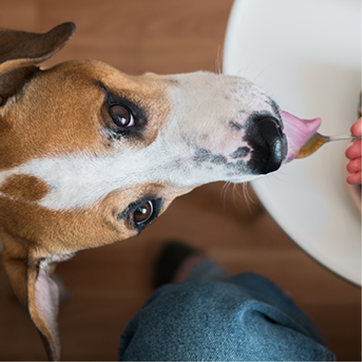 Perro criollo comiendo maní en cuchara-2.jpg